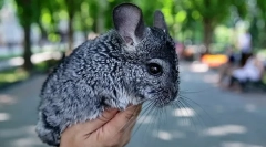 Kako saznati dob chinchilla, razlika je mlada od starijih osoba